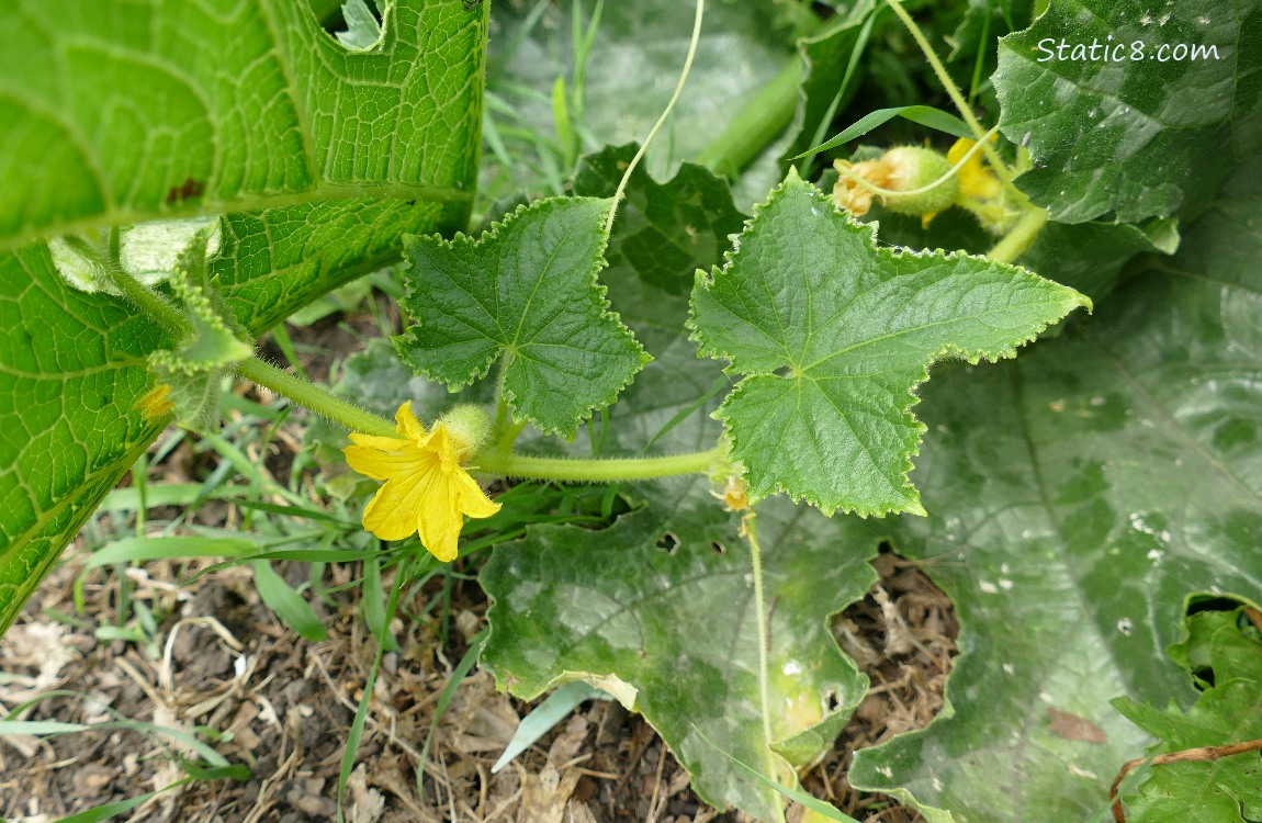 Lemon Cucumber blossoms with fruits behind them