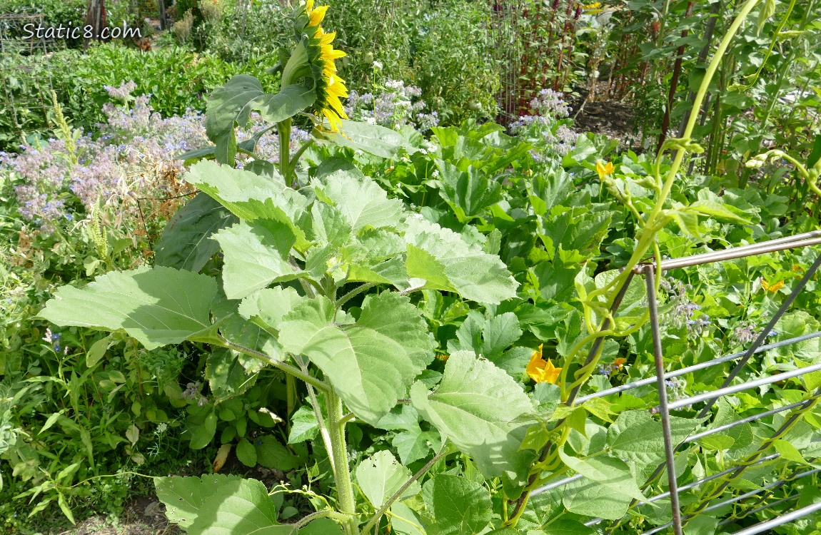 Sunflowers in the garden