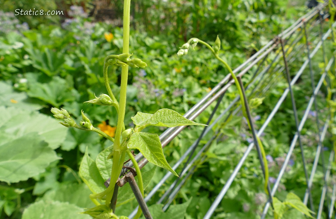 Bean plant vines