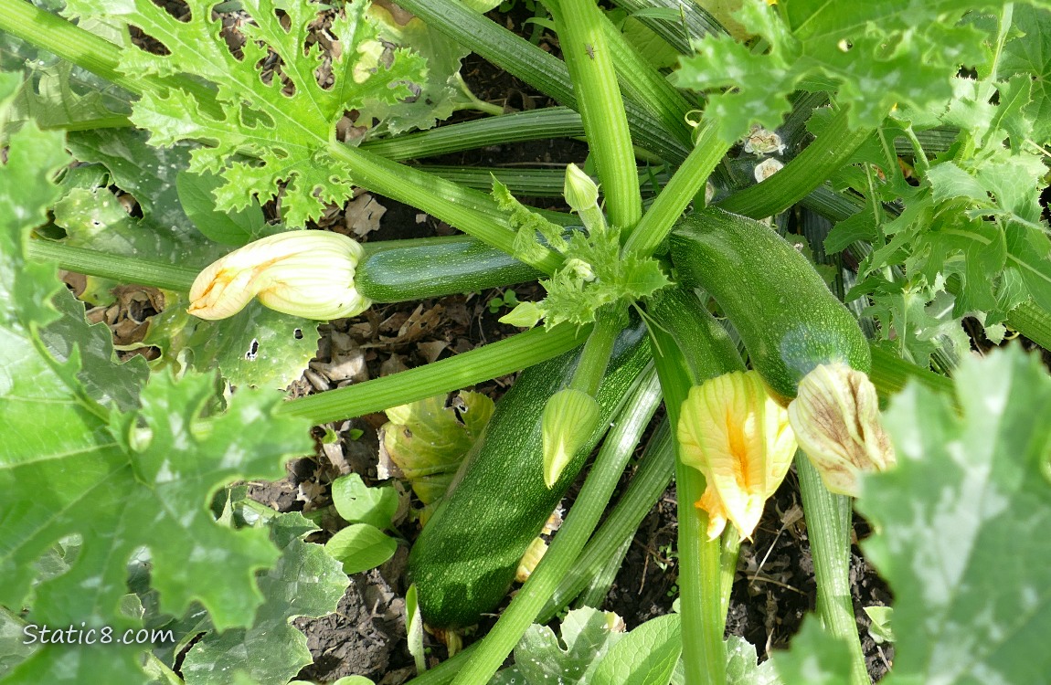 Green Zucchini fruits growing on the vine