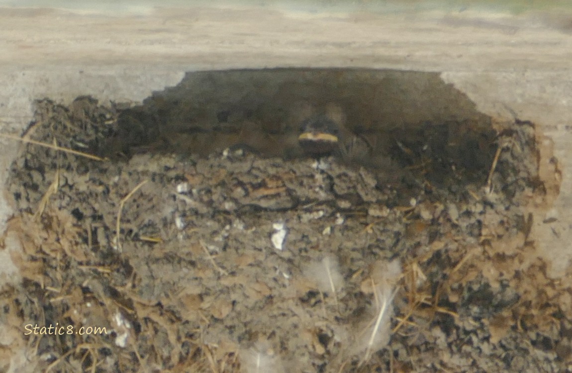 Barn Swallow nestling in the nest