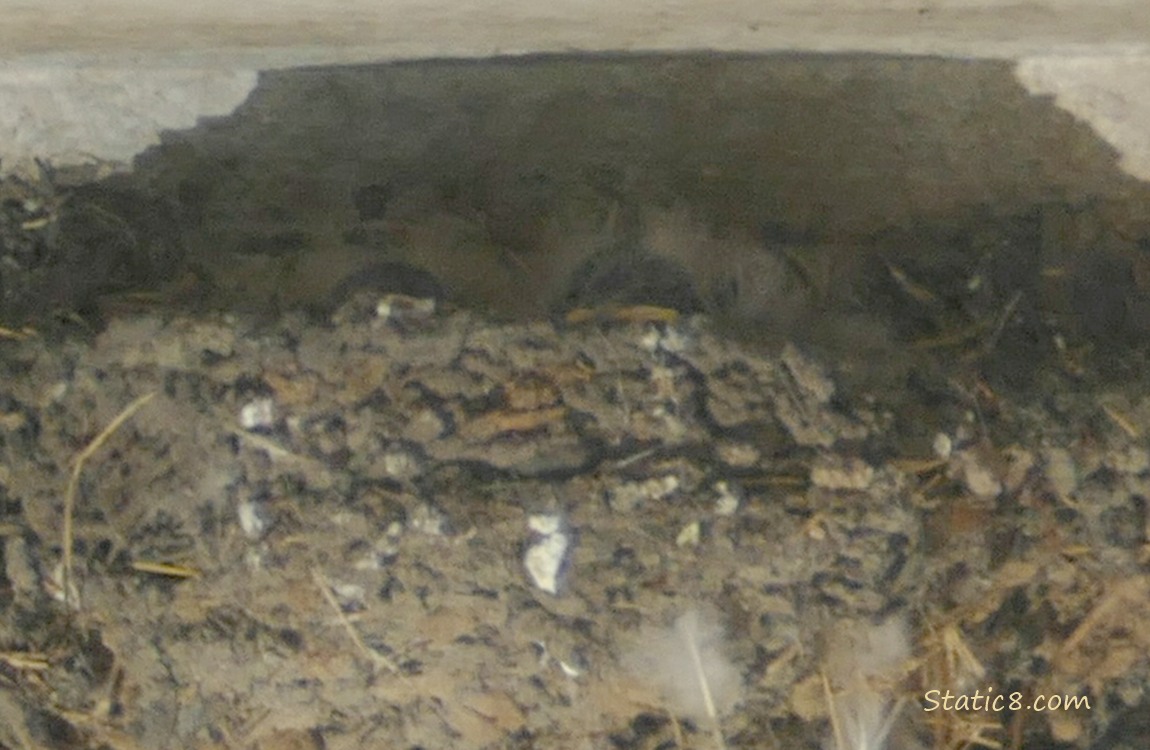 Barn Swallow babies in the nest