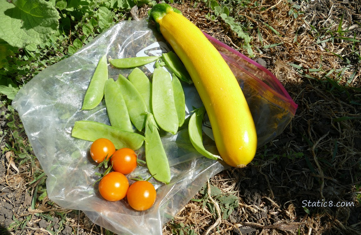 harvested zucchini and cherry tomatoes laying on the ground