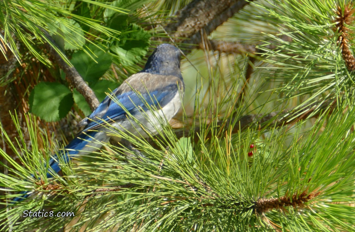 Scrub Jay turned away in a pine tree