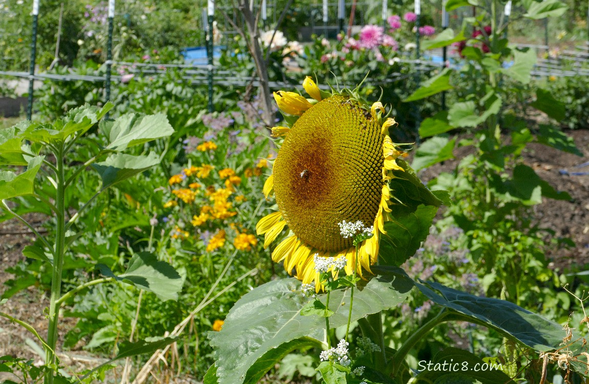 Sunflower in the garden plot