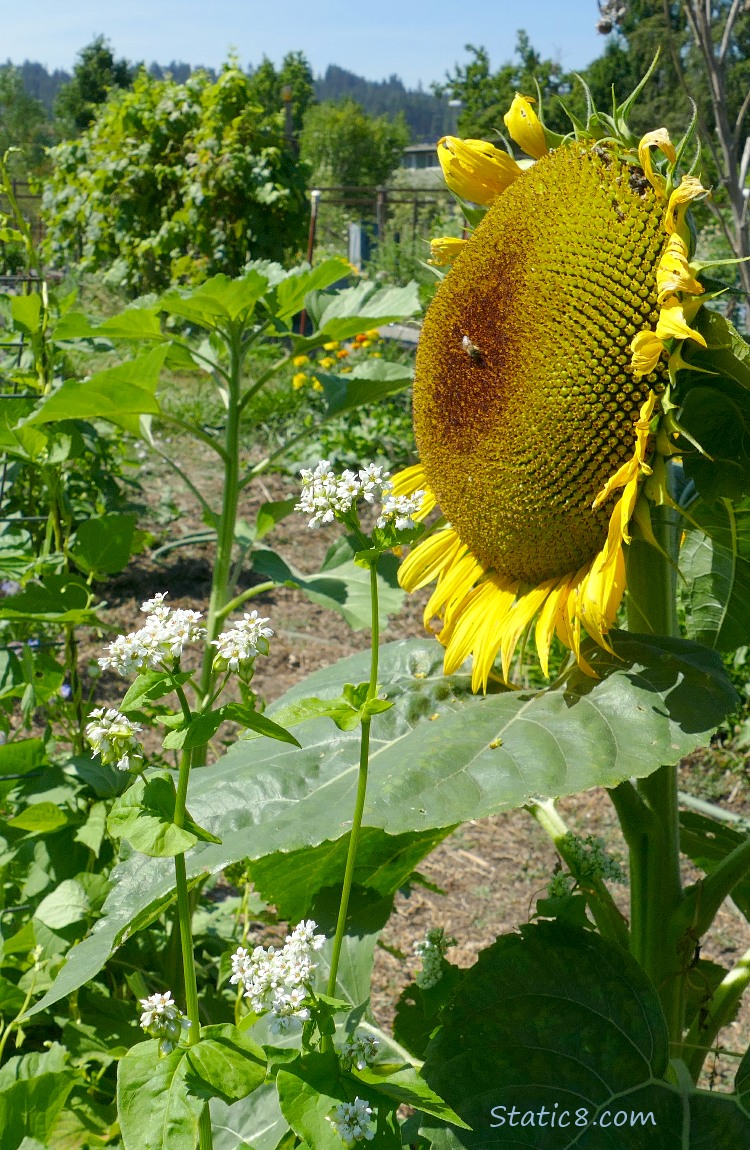 Sunflower in the garden plot