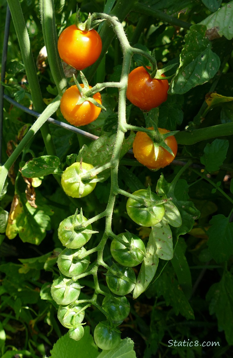 Cherry Tomatoes ripening on the vine