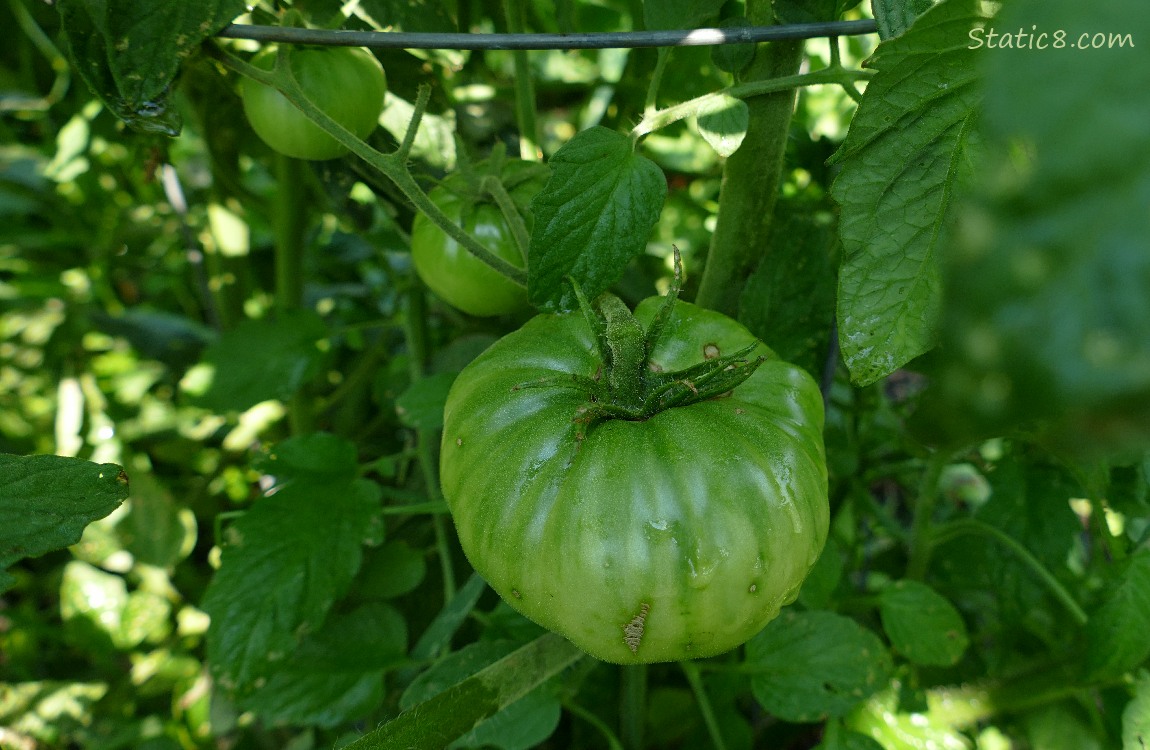 green tomatoes growing on the vine