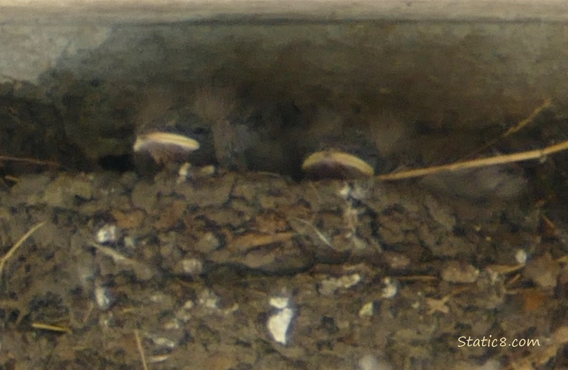 Barn Swallow nestlings in the nest