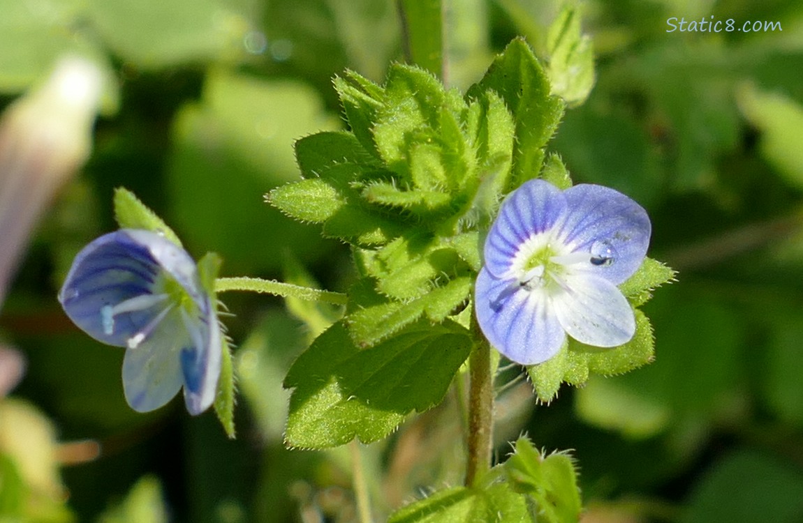 Creeping Speedwell blooms