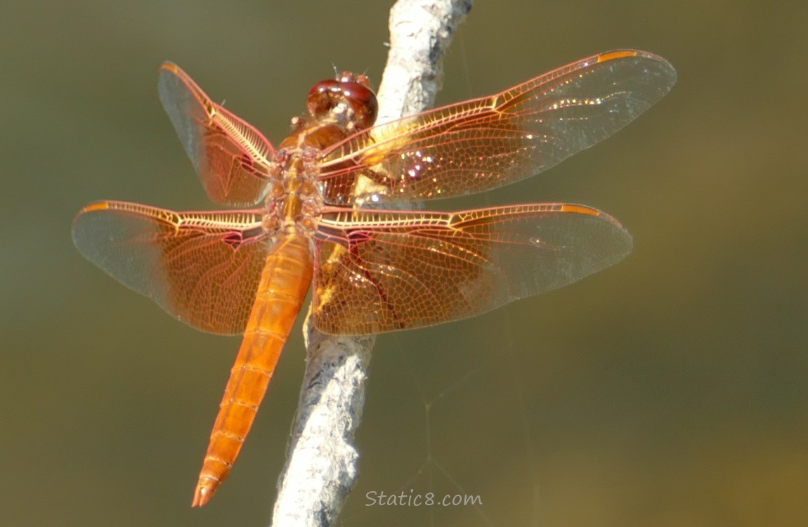 Red dragonfly standing on a stick