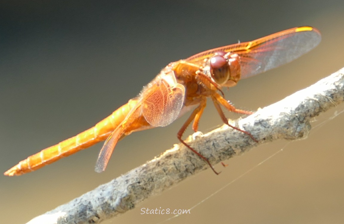 Red dragonfly standing on a stick