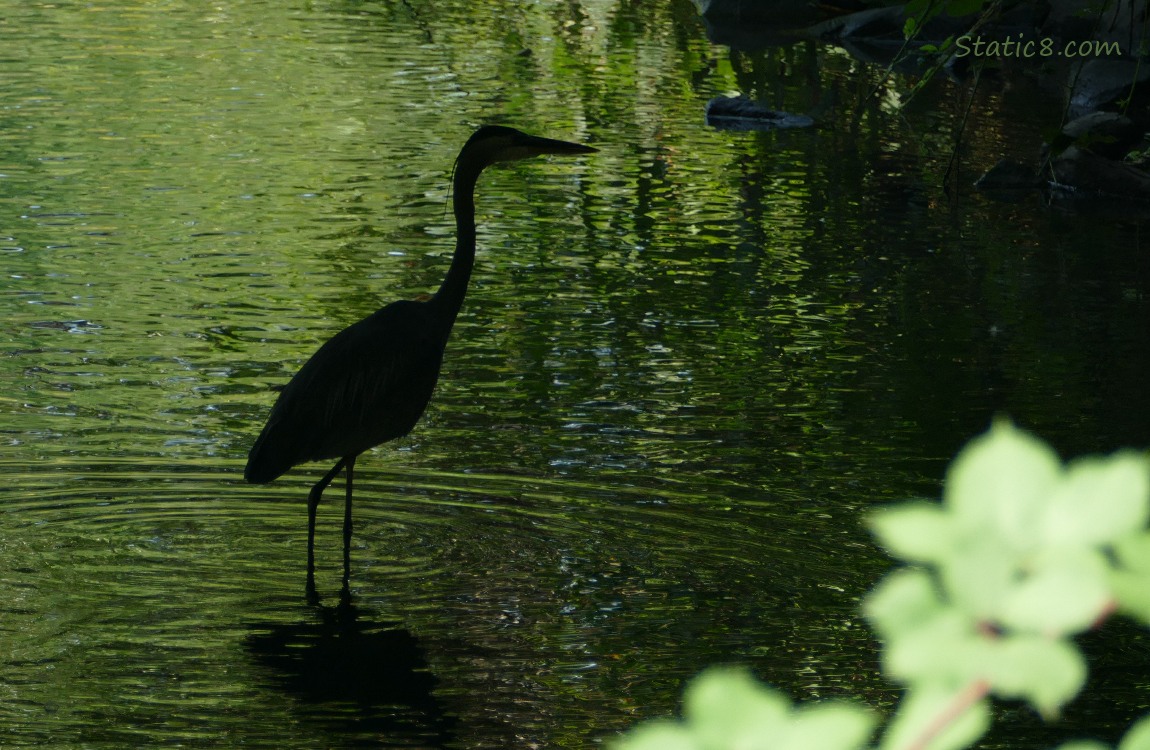 Silhouette of a heron standing in shallow green reflecting water