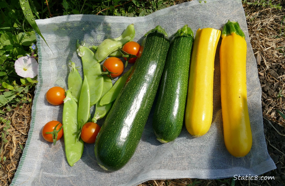 Harvested zuccinis laying on the ground