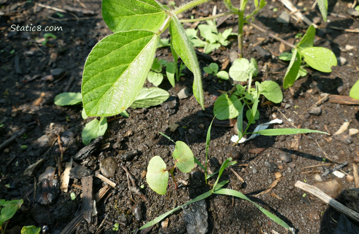 Buckwheat seedling with a soybean leaf over it