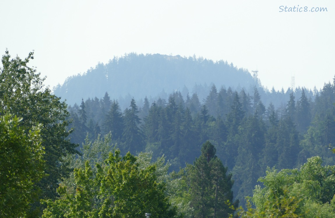 Trees on the hill