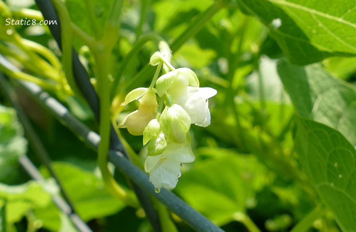 Bean Blooms