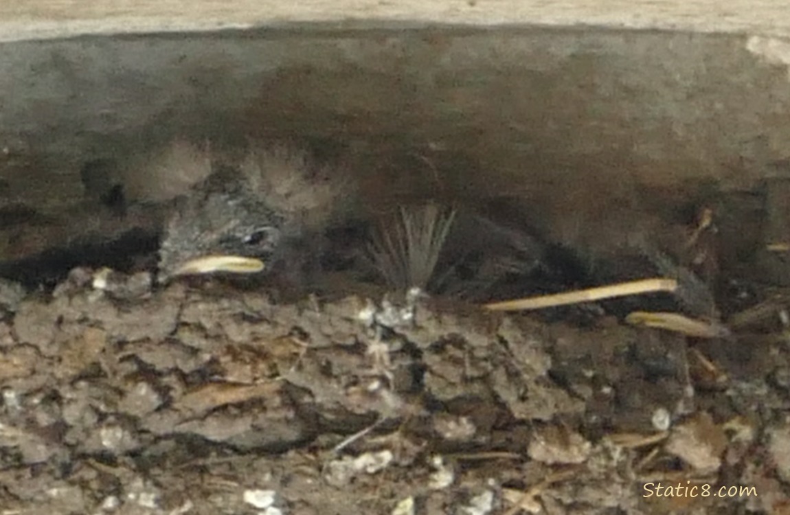 Two Barn Swallow nestlings in the nest