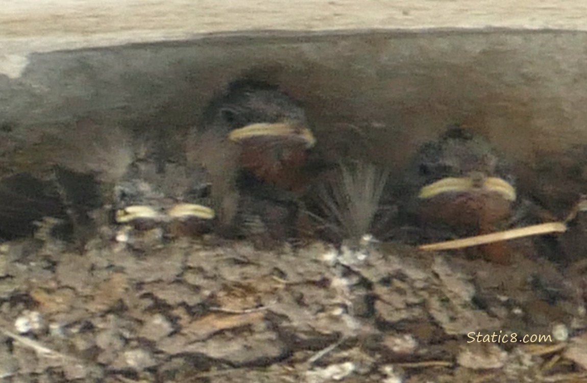 Three Barn Swallow nestling in the nest