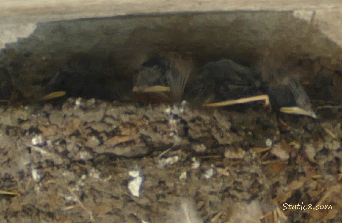 Three Barn Swallow nestlings in the nest