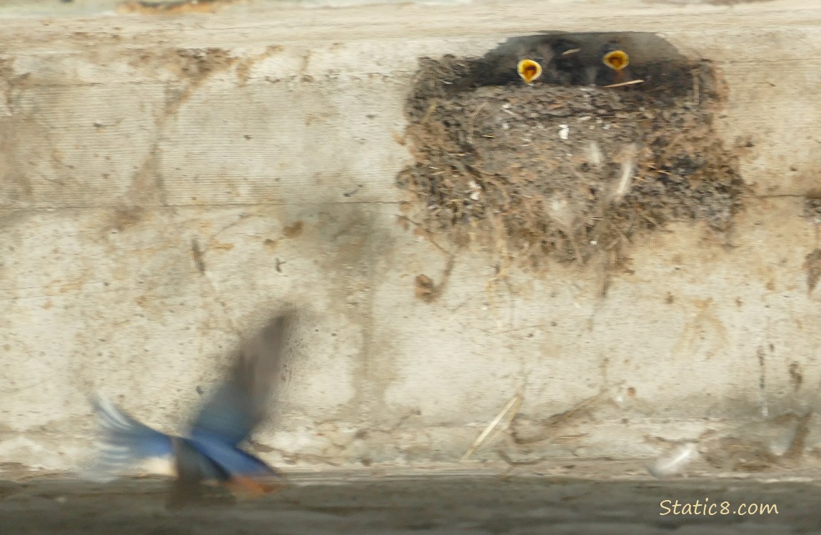 Barn Swallow parent flying towards the nest