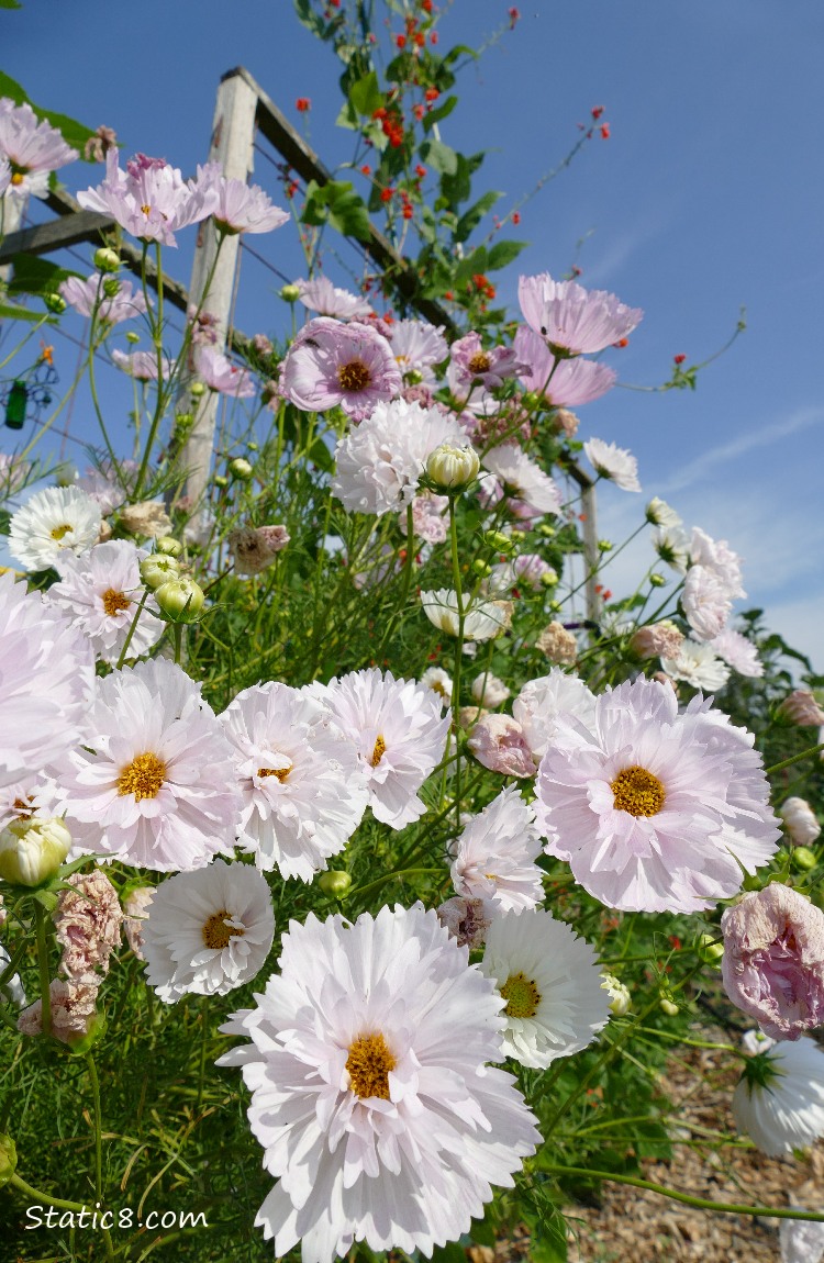 Pale pink Cosmos with red bean blossoms in the background