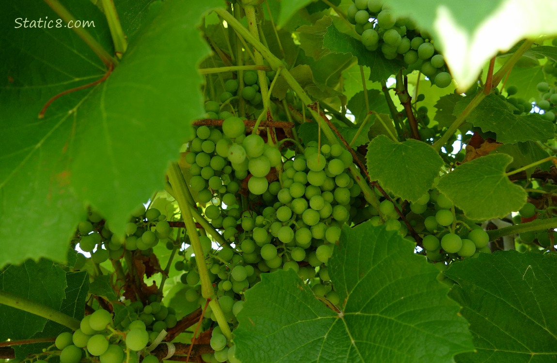 Green grapes ripening on the vine