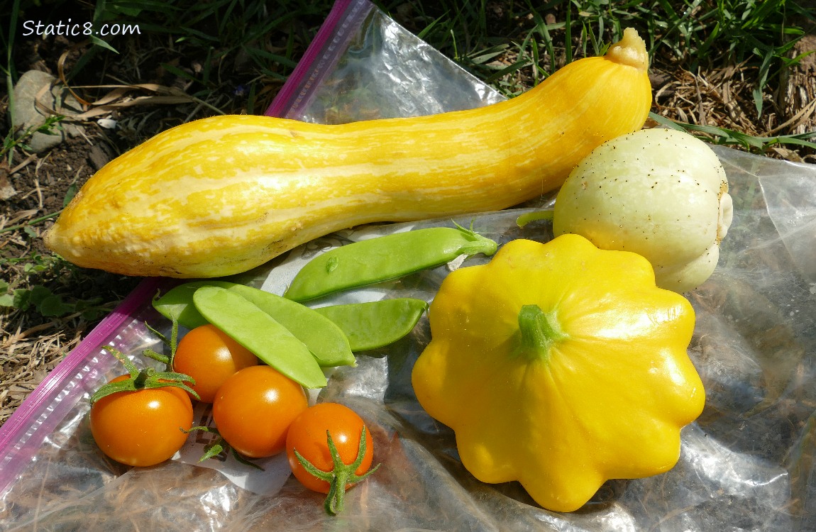 harvest laying on the ground