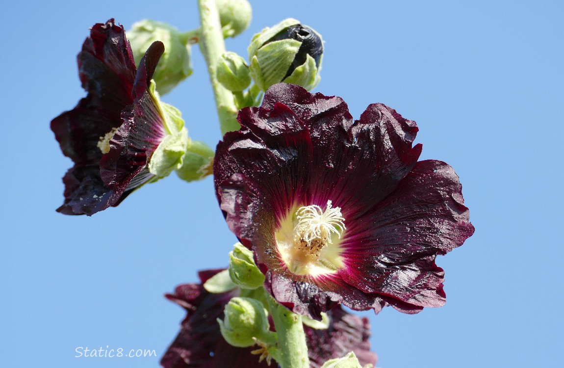 Dark red Hollyhock blooms