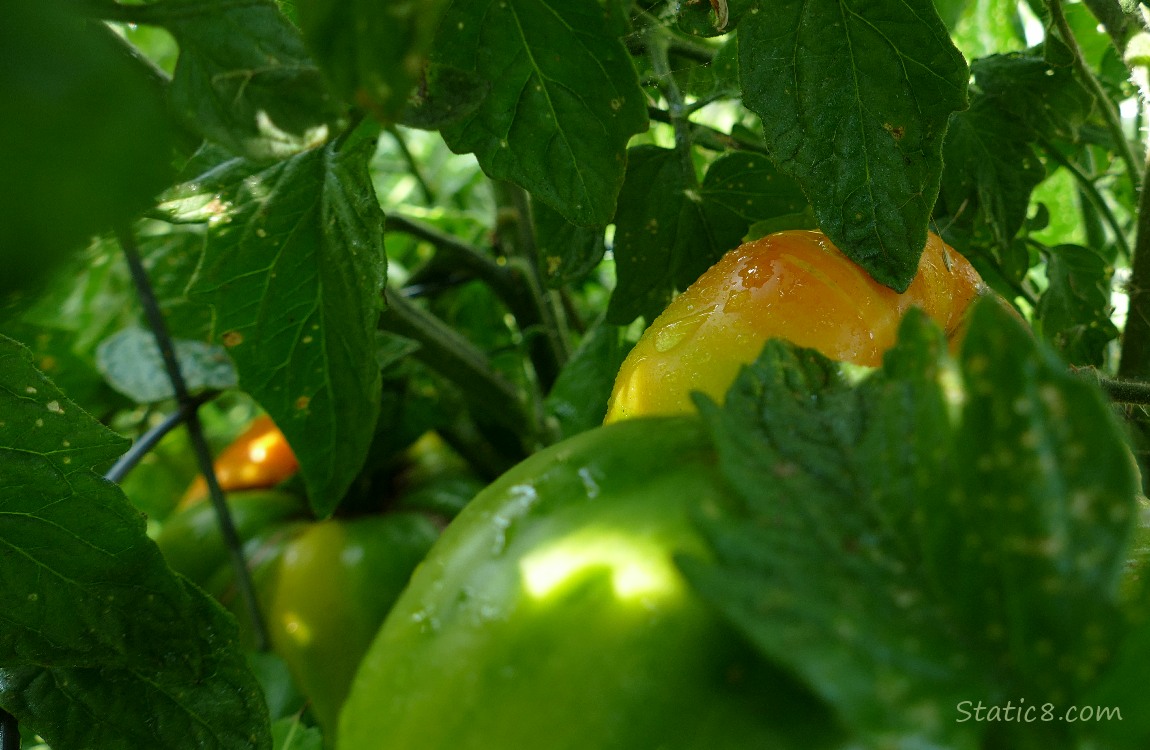 Tomatoes ripening on the vine