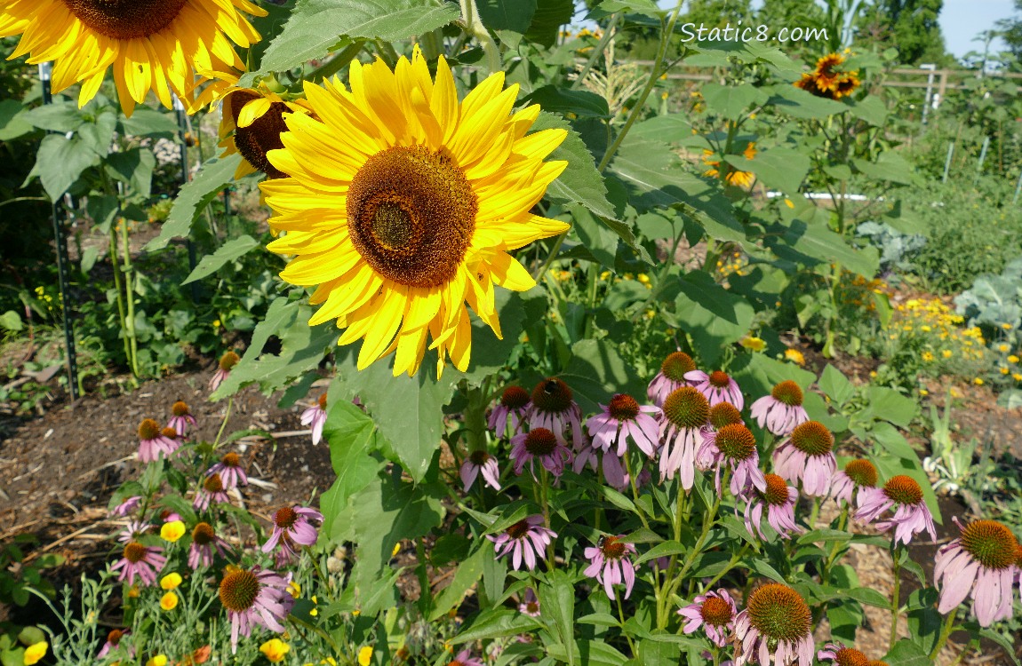 Sunflowers and Echinaceas