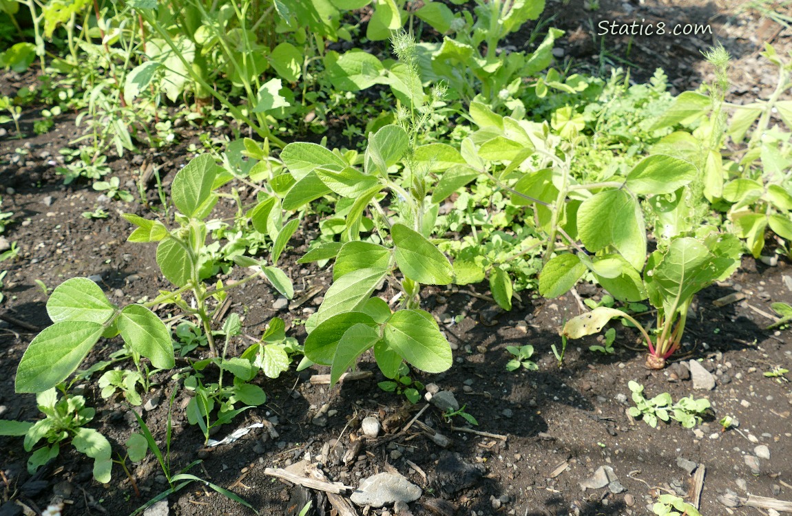 Soybeans growing