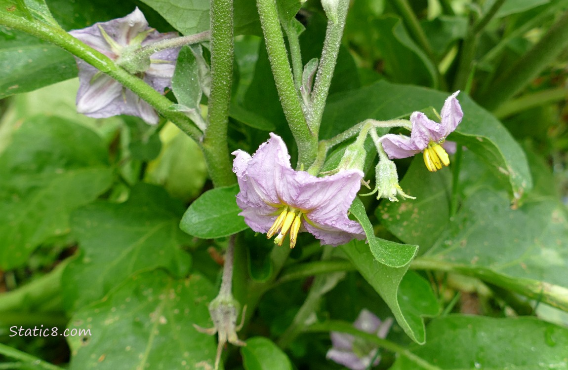 Eggplant blooms