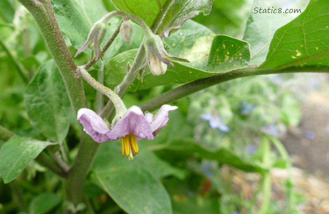 Eggplant bloom