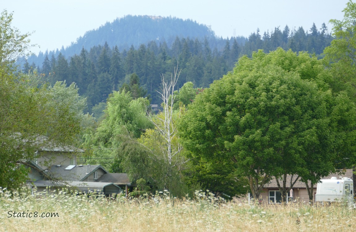 Trees on the hill in the distance