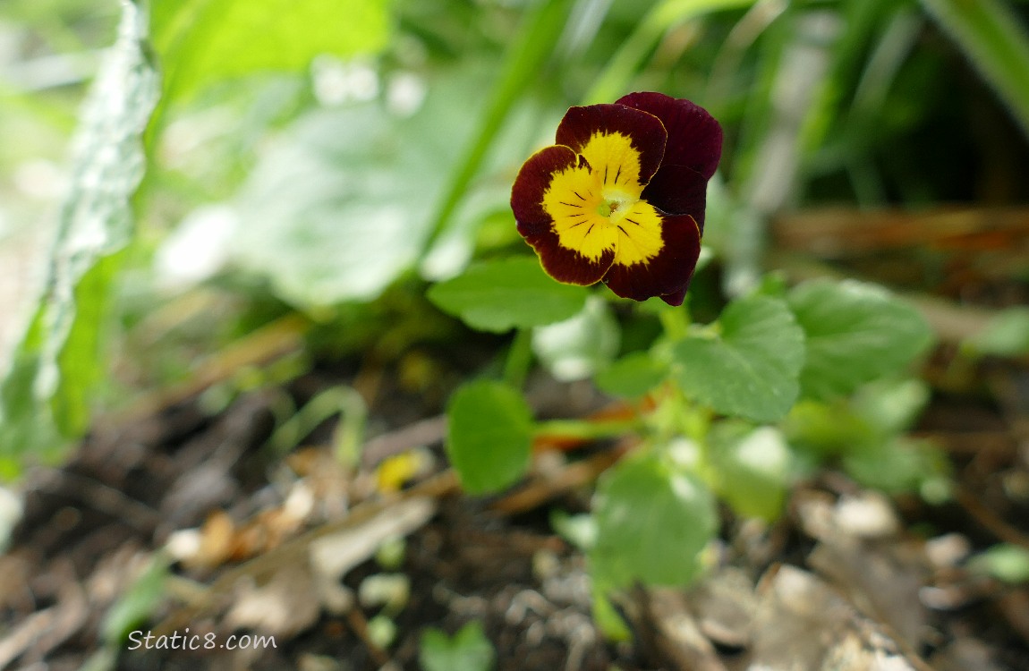 Pansy bloom