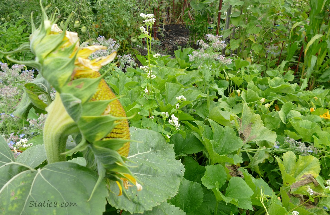 garden plot