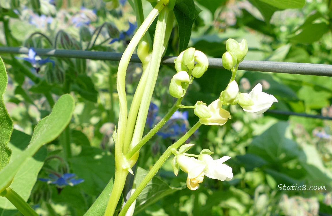 Bean blooms with borage blooms in the background