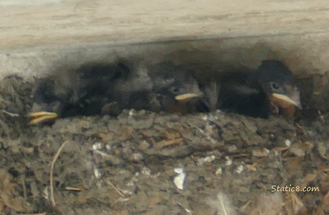 Three Barn Swallow babies in the nest