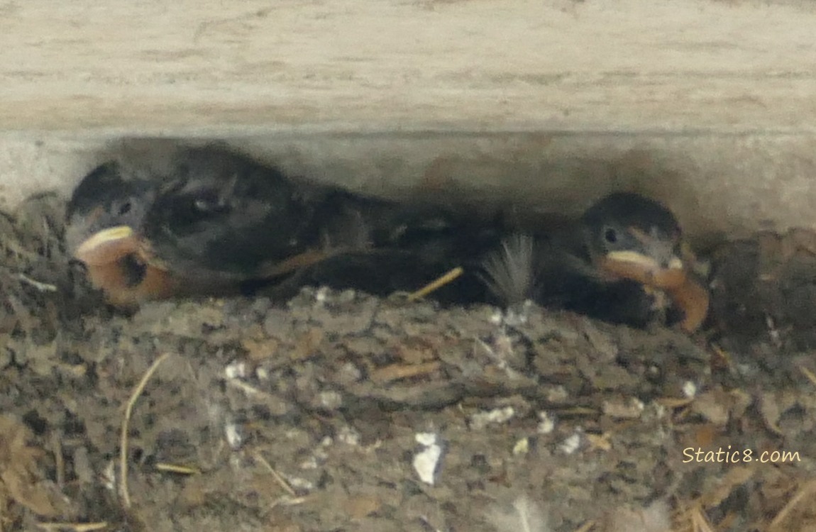 Barn Swallow nestlings in the nest