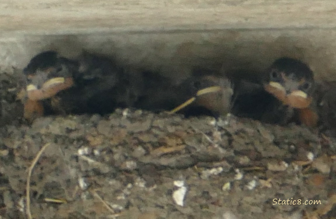 Barn Swallow nestlings in the nest