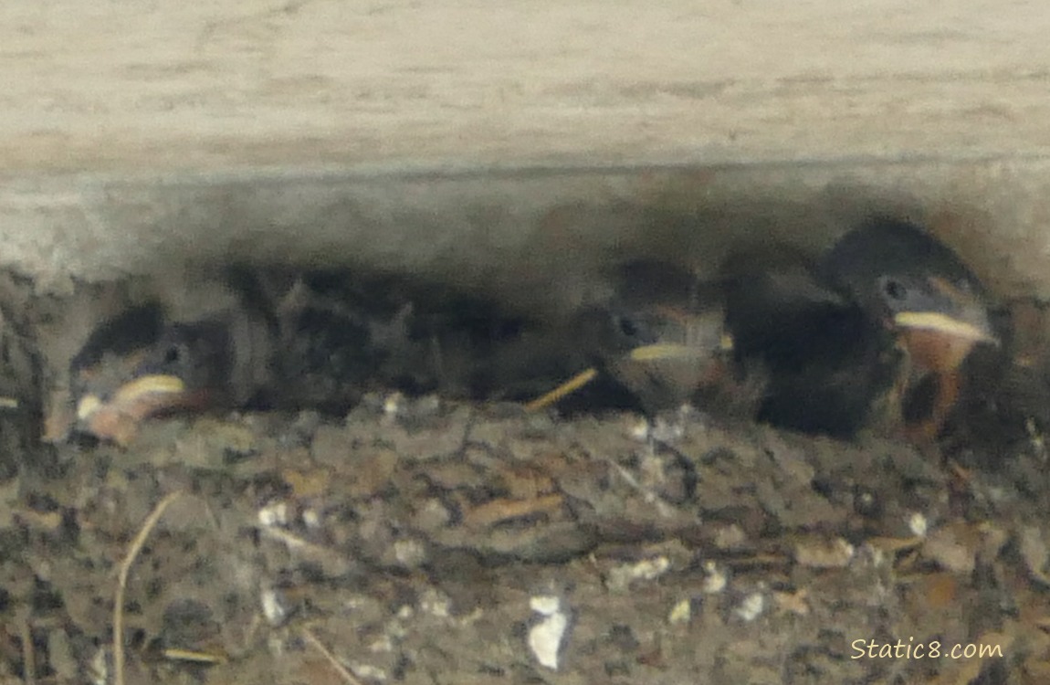 Thre Barn Swallow nestlings in the nest