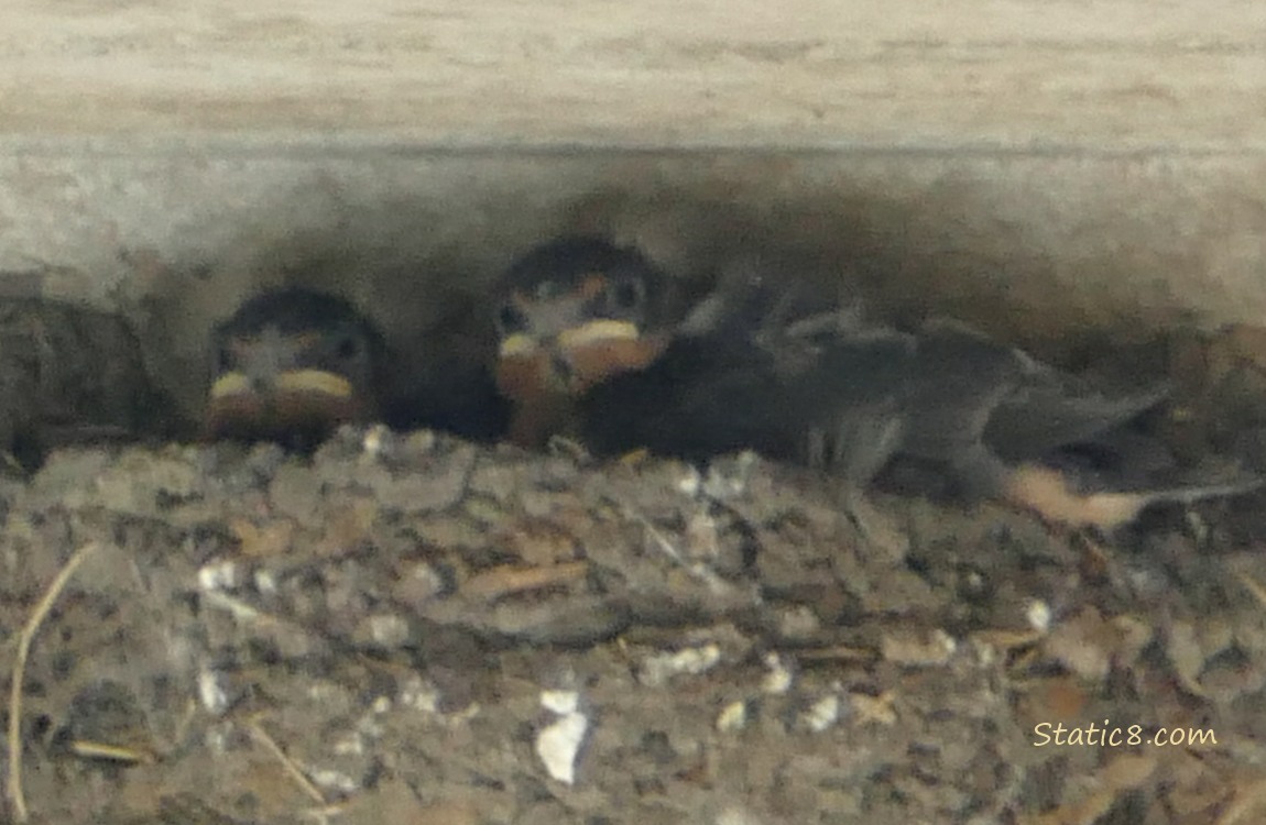 Two Barn Swallow nestlings in the nest