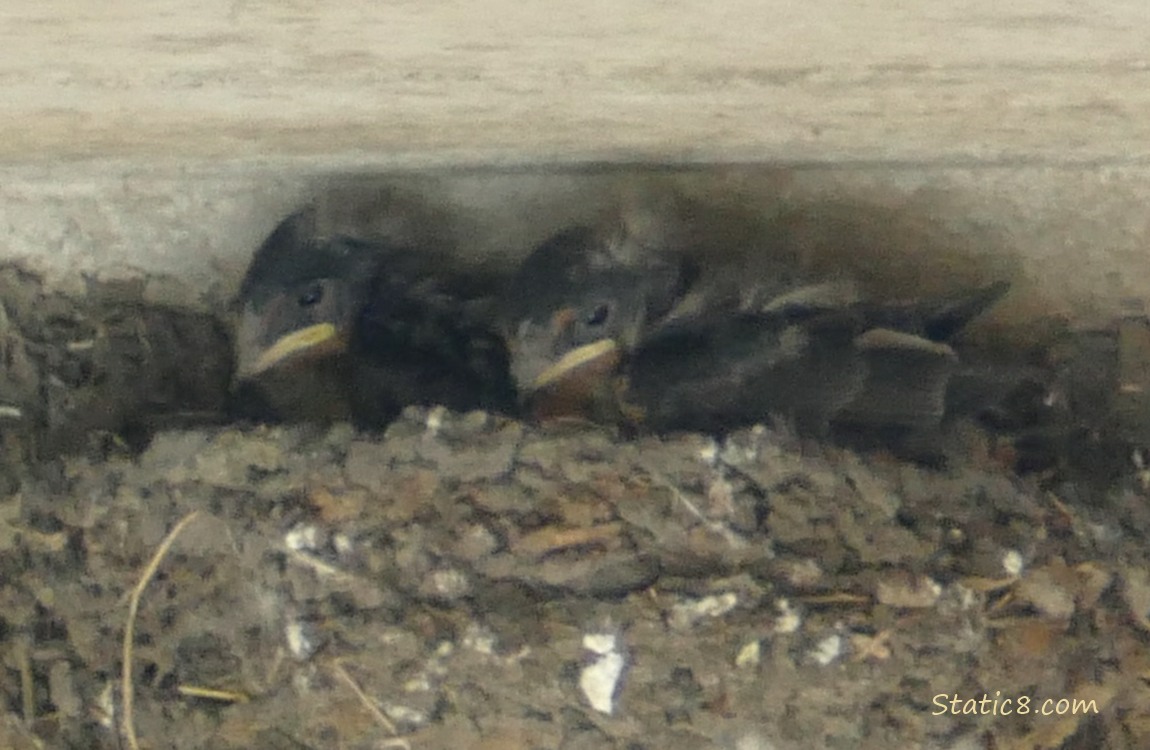 Barn Swallow nestlings in the nest