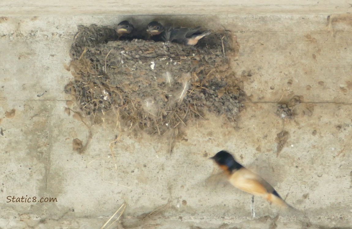 Parent Barn Swallow flying towards the nest