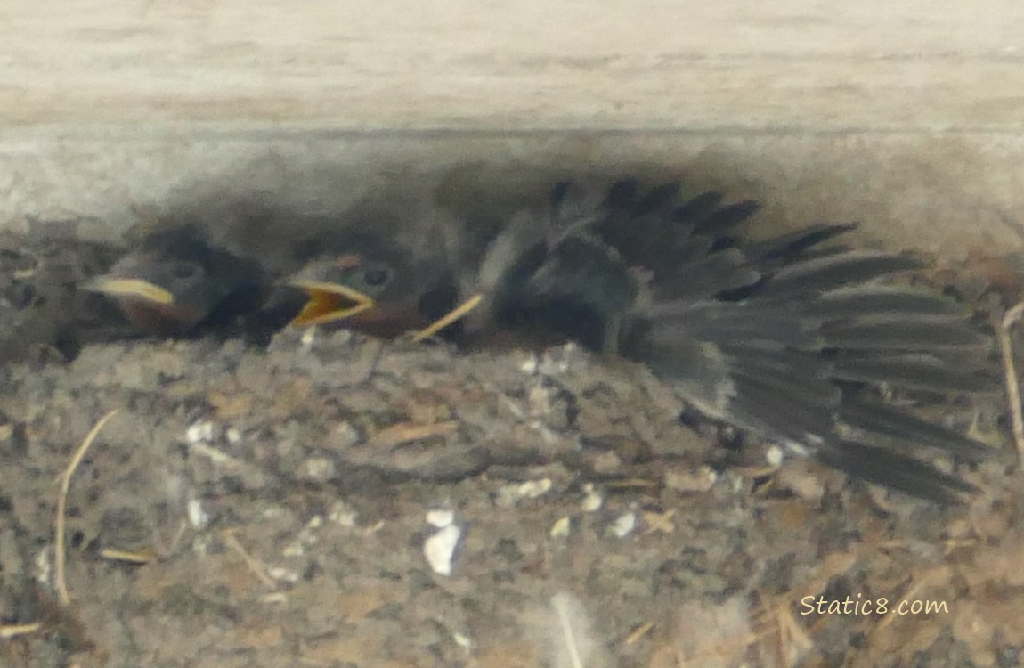 Barn Swallow nestlings in the nest, one stretching their wing