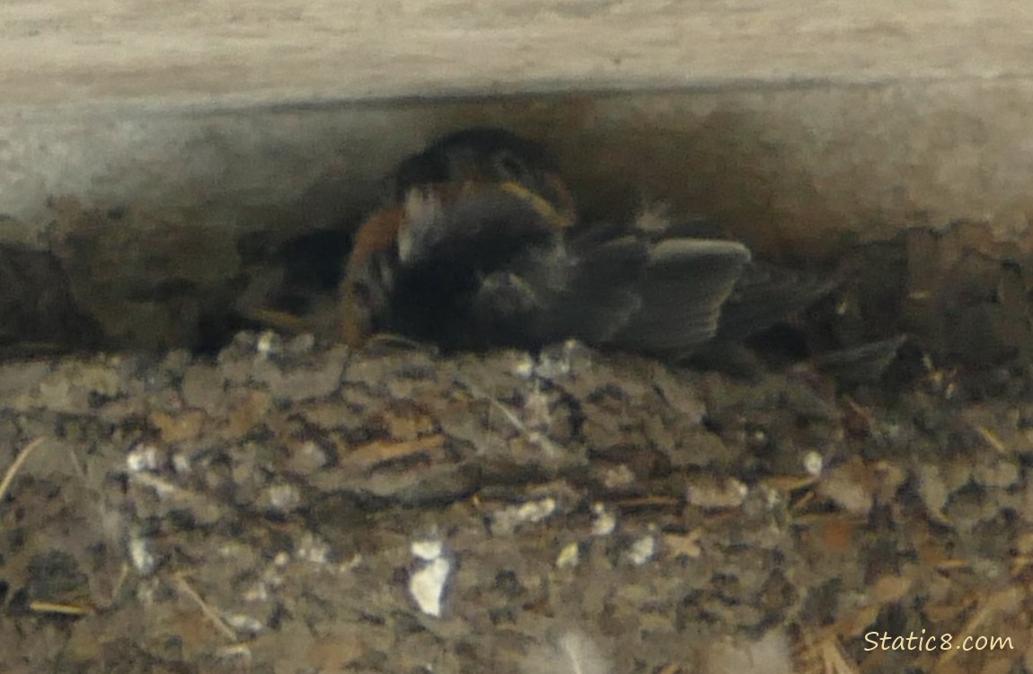 Barn Swallow nestling squirming in the nest