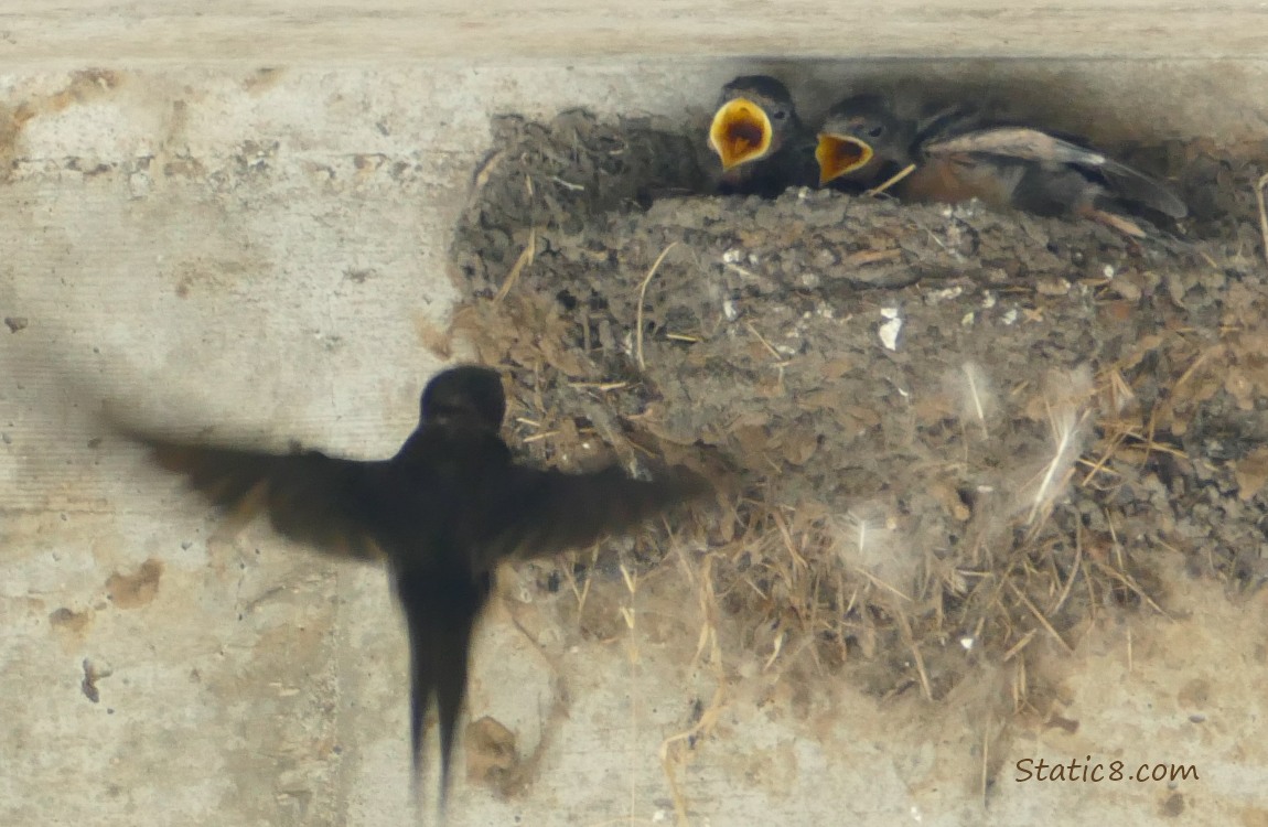 Barn Swallow parent flying towards begging nestlings