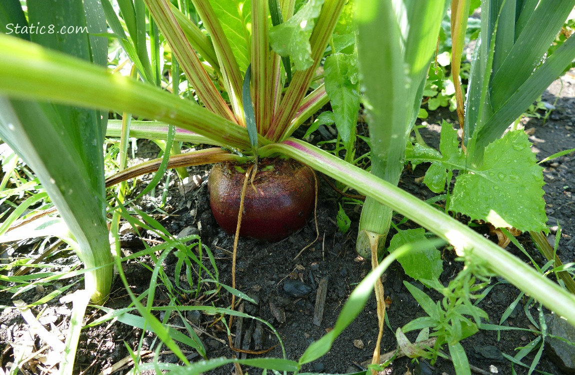 Beet in the ground with Leeks