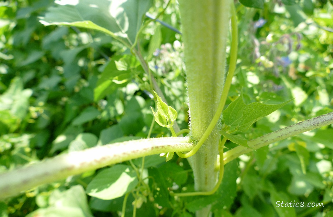 Small bean vines on a sunflower stalk